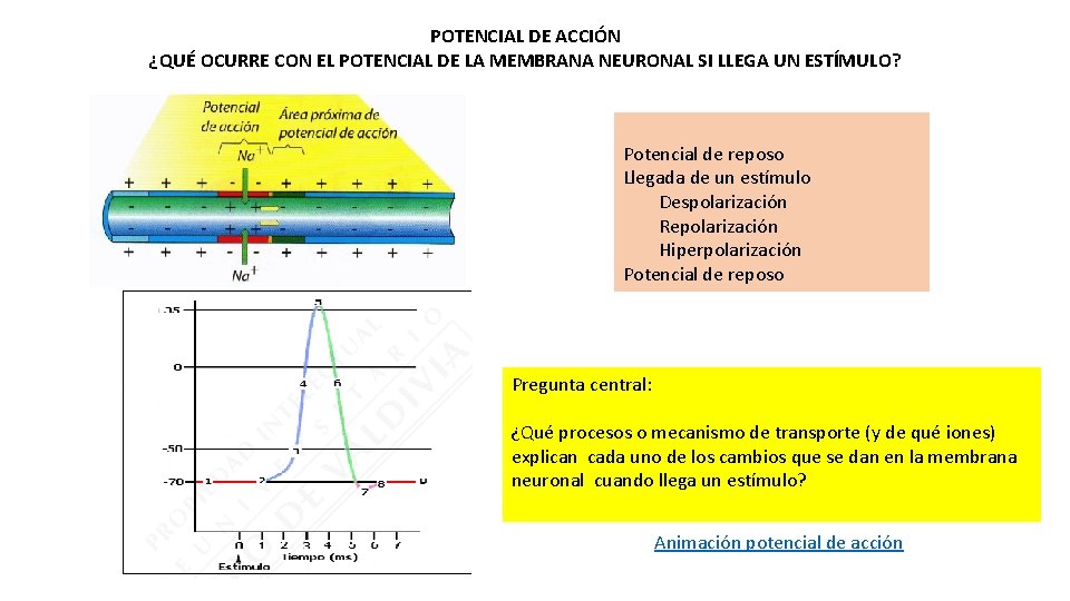 POTENCIAL DE ACCIÓN ¿QUÉ OCURRE CON EL POTENCIAL DE LA MEMBRANA NEURONAL SI LLEGA