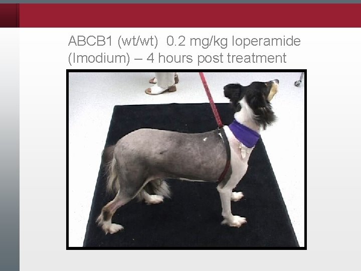 ABCB 1 (wt/wt) 0. 2 mg/kg loperamide (Imodium) – 4 hours post treatment 