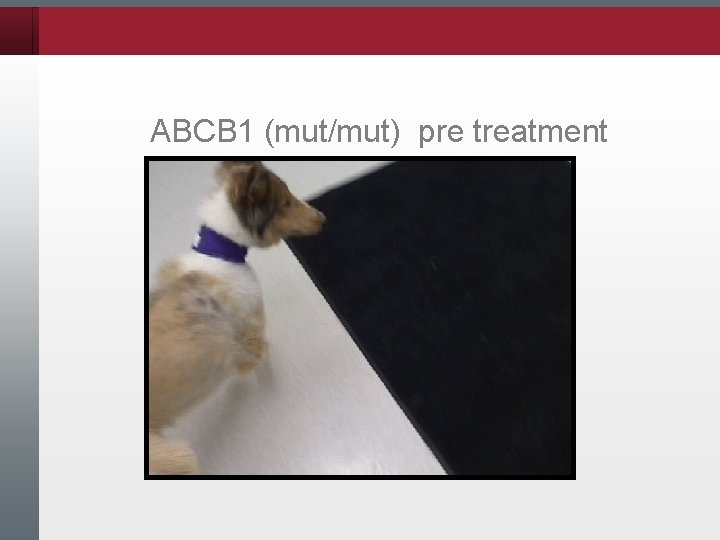 ABCB 1 (mut/mut) pre treatment 
