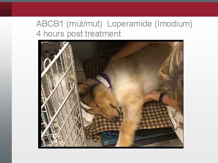 ABCB 1 (mut/mut) Loperamide (Imodium) 4 hours post treatment 