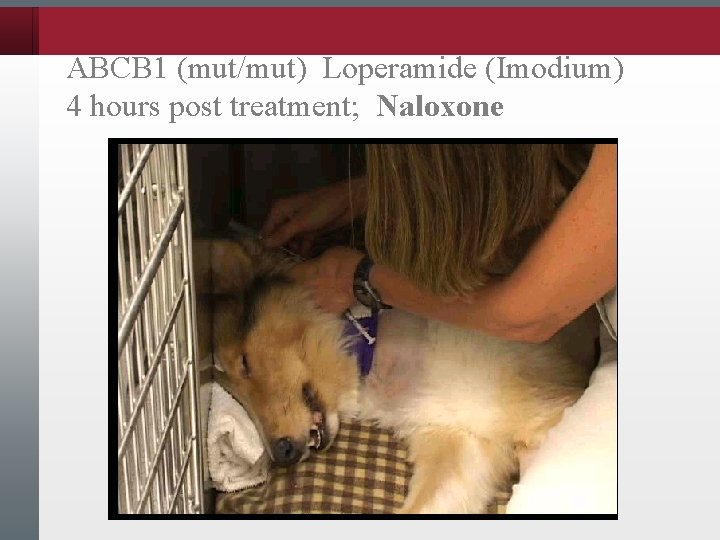 ABCB 1 (mut/mut) Loperamide (Imodium) 4 hours post treatment; Naloxone 