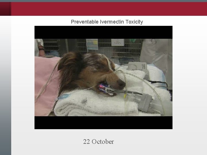 Preventable Ivermectin Toxicity 22 October 