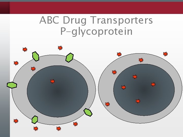 ABC Drug Transporters P-glycoprotein 