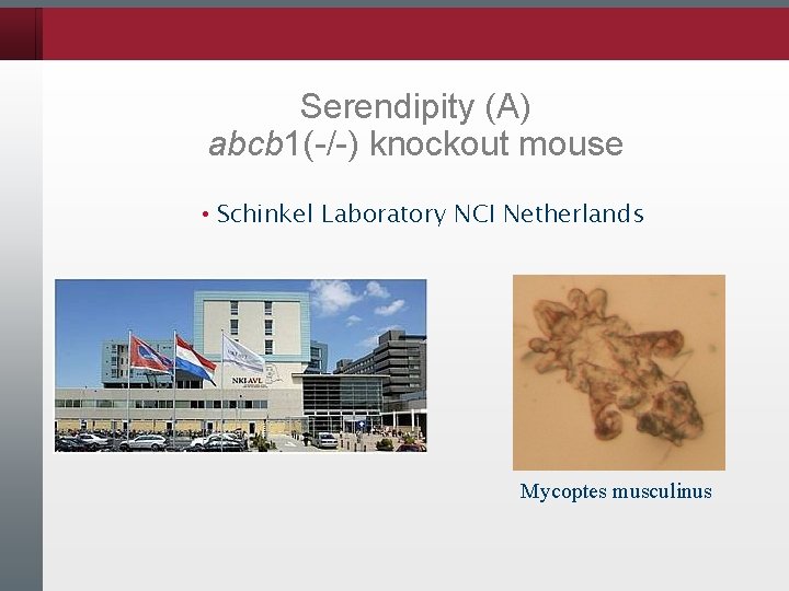 Serendipity (A) abcb 1(-/-) knockout mouse • Schinkel Laboratory NCI Netherlands Mycoptes musculinus 
