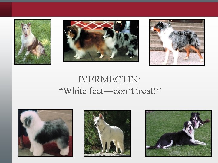 IVERMECTIN: “White feet—don’t treat!” 