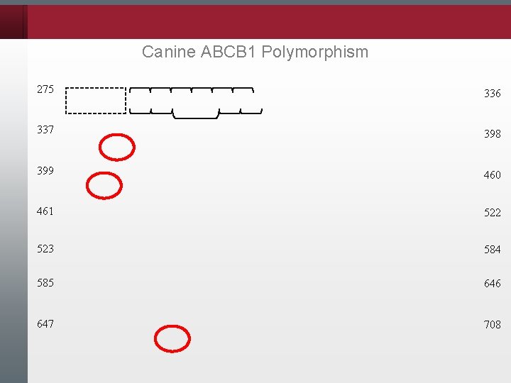 Canine ABCB 1 Polymorphism 275 336 337 398 399 460 461 522 523 584