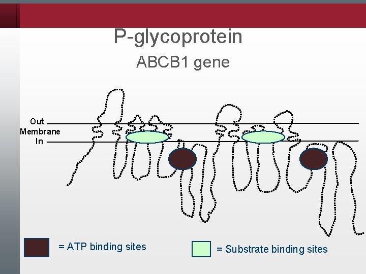 P-glycoprotein ABCB 1 gene Out Membrane In = ATP binding sites = Substrate binding