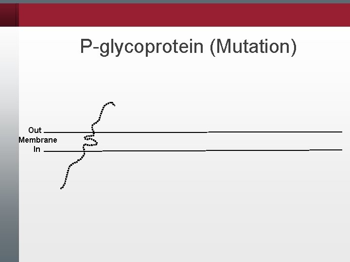 P-glycoprotein (Mutation) Out Membrane In 