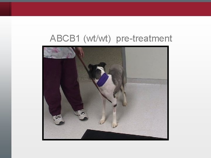 ABCB 1 (wt/wt) pre-treatment 