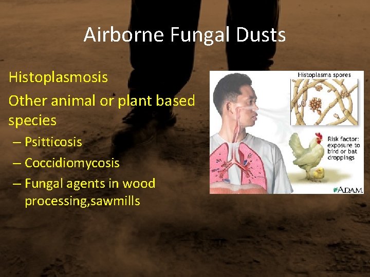 Airborne Fungal Dusts • Histoplasmosis • Other animal or plant based species – Psitticosis