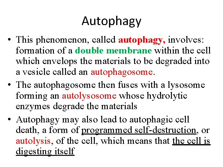 Autophagy • This phenomenon, called autophagy, involves: formation of a double membrane within the