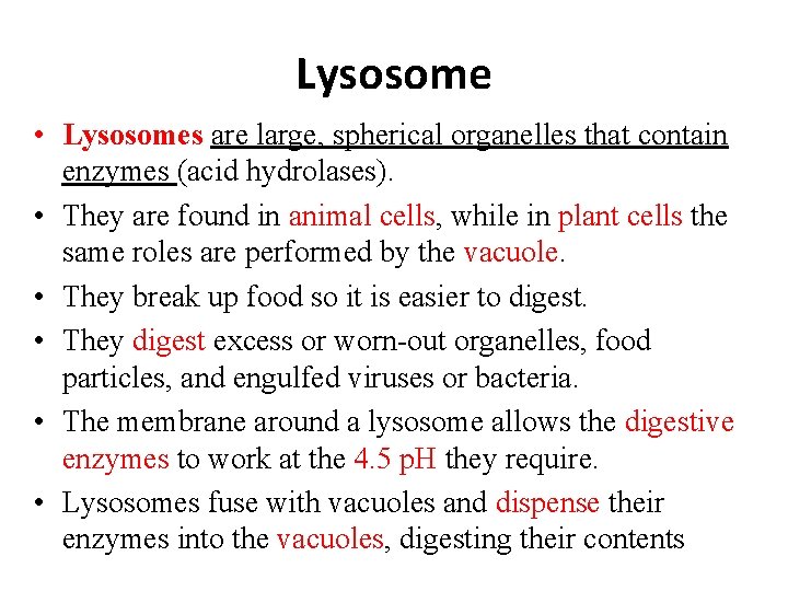 Lysosome • Lysosomes are large, spherical organelles that contain enzymes (acid hydrolases). • They