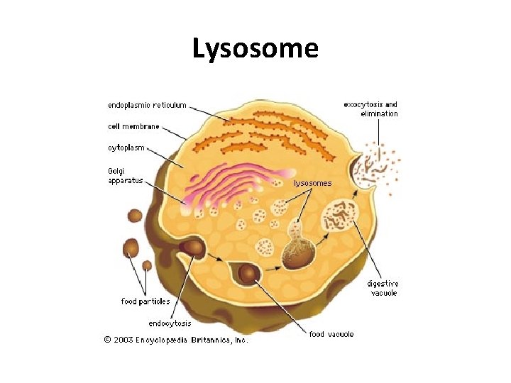 Lysosome 