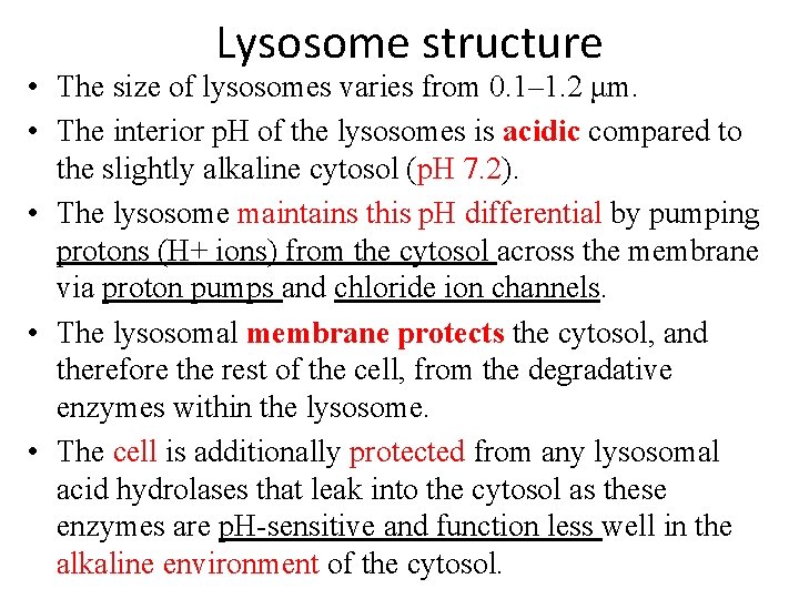 Lysosome structure • The size of lysosomes varies from 0. 1– 1. 2 μm.