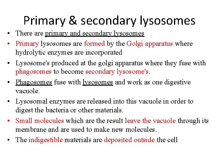 Primary & secondary lysosomes • There are primary and secondary lysosomes • Primary lysosomes