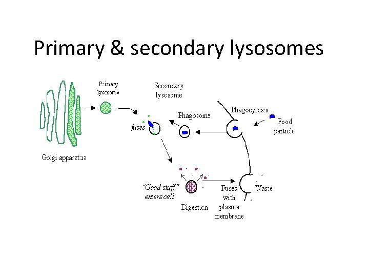 Primary & secondary lysosomes 