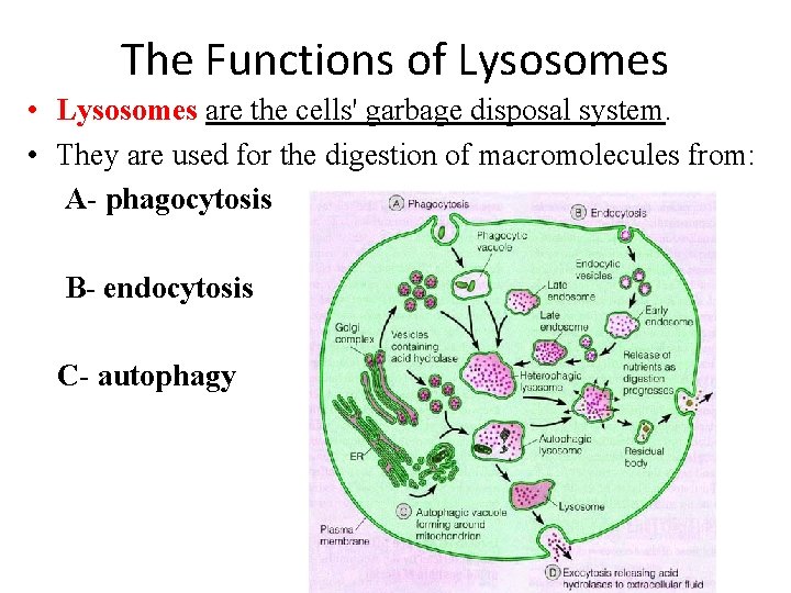 The Functions of Lysosomes • Lysosomes are the cells' garbage disposal system. • They