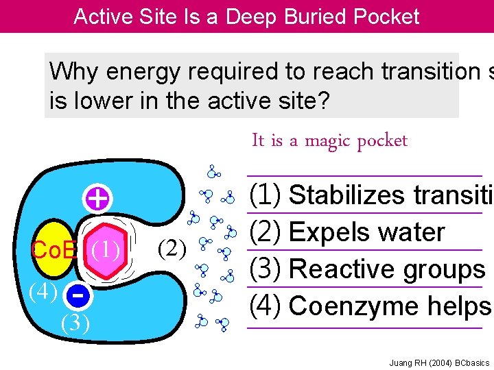 Active Site Is a Deep Buried Pocket Why energy required to reach transition s