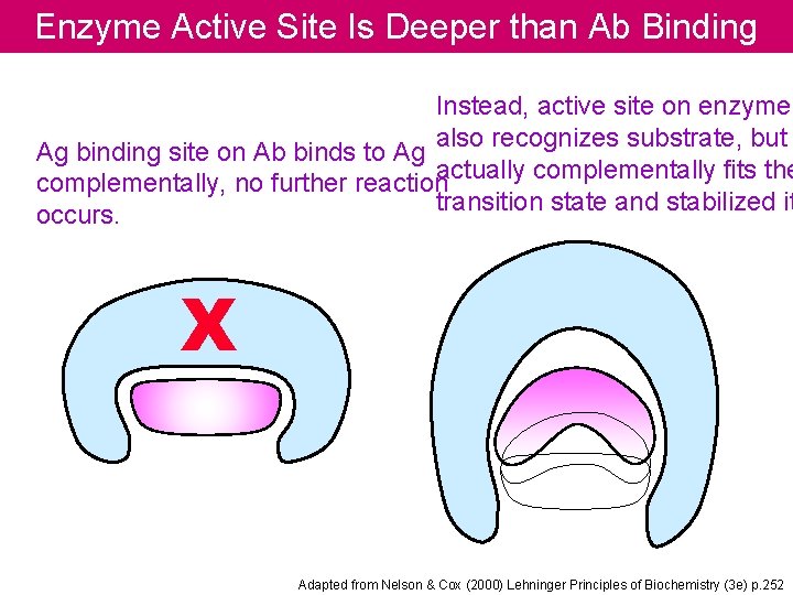 Enzyme Active Site Is Deeper than Ab Binding Instead, active site on enzyme also