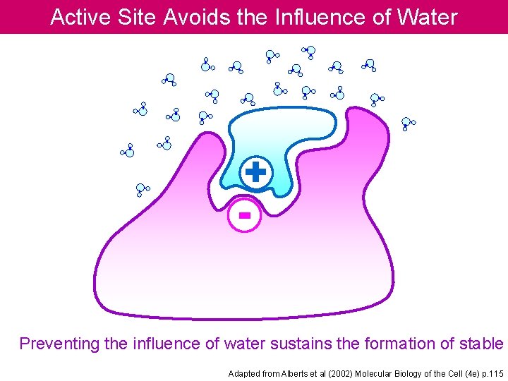 Active Site Avoids the Influence of Water + - Preventing the influence of water