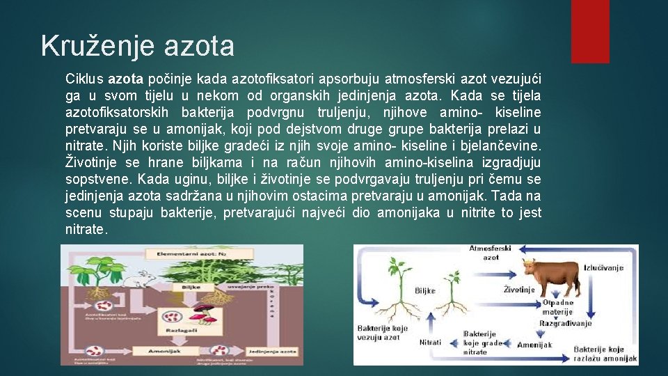 Kruženje azota Ciklus azota počinje kada azotofiksatori apsorbuju atmosferski azot vezujući ga u svom