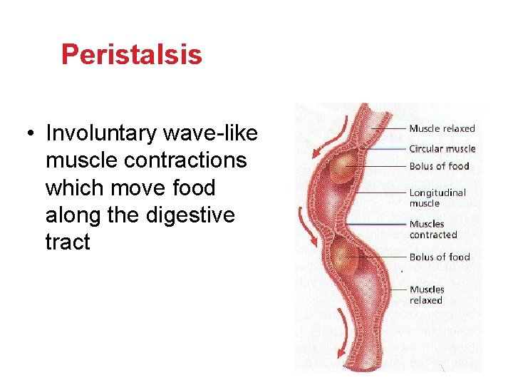 Peristalsis • Involuntary wave-like muscle contractions which move food along the digestive tract Peristalsis • Involuntary wave-like muscle contractions which move food along the digestive tract