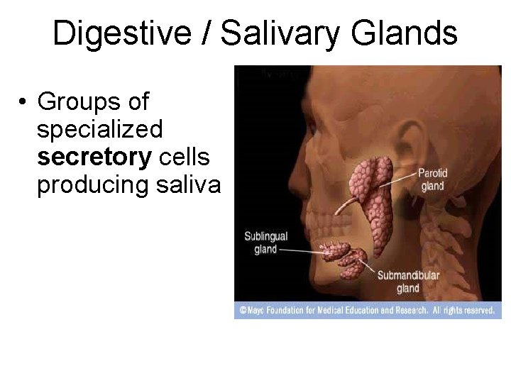 Digestive / Salivary Glands • Groups of specialized secretory cells producing saliva Digestive / Salivary Glands • Groups of specialized secretory cells producing saliva