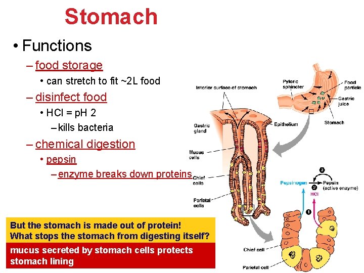 Stomach • Functions – food storage • can stretch to fit ~2 L food Stomach • Functions – food storage • can stretch to fit ~2 L food