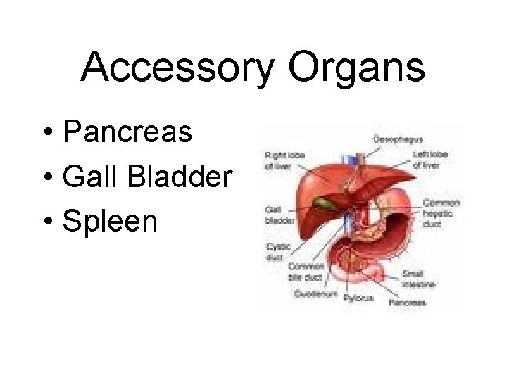 Accessory Organs • Pancreas • Gall Bladder • Spleen Accessory Organs • Pancreas • Gall Bladder • Spleen