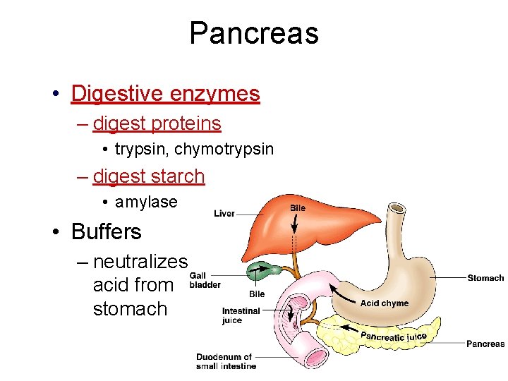 Pancreas • Digestive enzymes – digest proteins • trypsin, chymotrypsin – digest starch • Pancreas • Digestive enzymes – digest proteins • trypsin, chymotrypsin – digest starch •