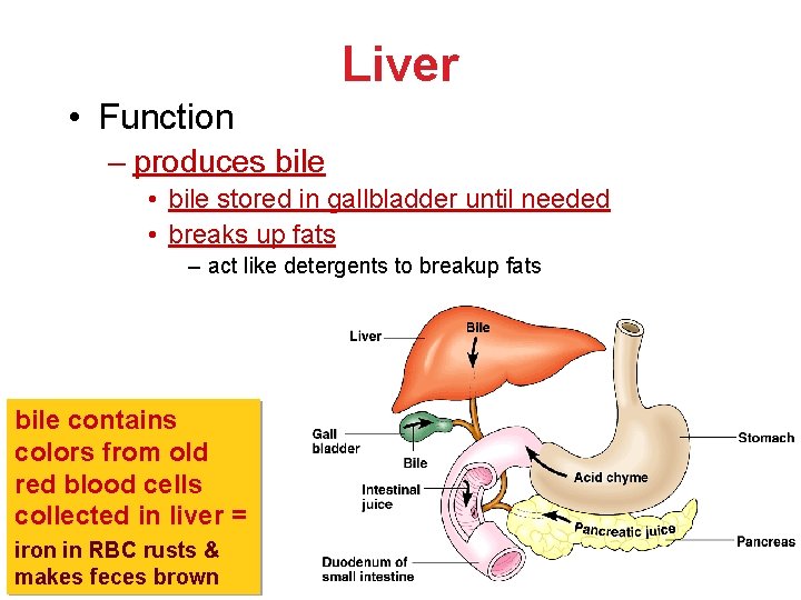 Liver • Function – produces bile • bile stored in gallbladder until needed • Liver • Function – produces bile • bile stored in gallbladder until needed •