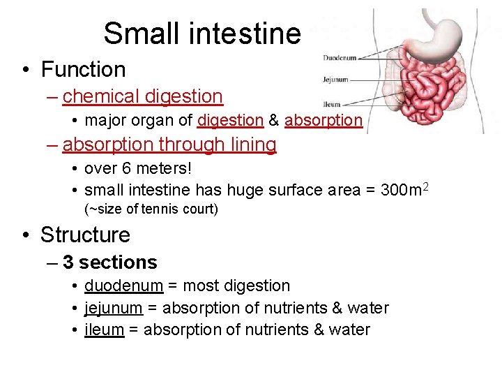 Small intestine • Function – chemical digestion • major organ of digestion & absorption Small intestine • Function – chemical digestion • major organ of digestion & absorption