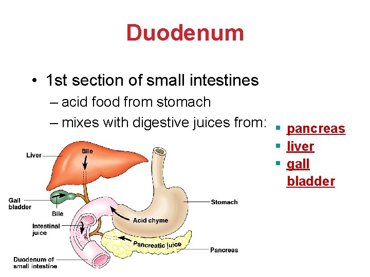 Duodenum • 1 st section of small intestines – acid food from stomach – Duodenum • 1 st section of small intestines – acid food from stomach –