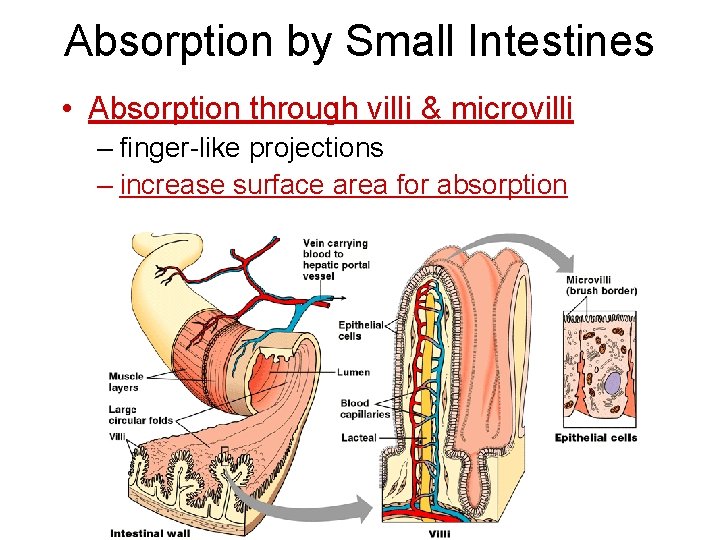 Absorption by Small Intestines • Absorption through villi & microvilli – finger-like projections – Absorption by Small Intestines • Absorption through villi & microvilli – finger-like projections –