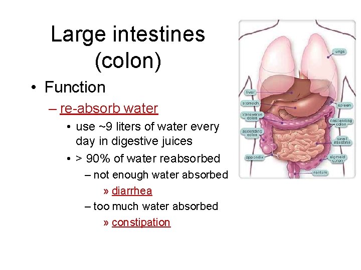 Large intestines (colon) • Function – re-absorb water • use ~9 liters of water Large intestines (colon) • Function – re-absorb water • use ~9 liters of water