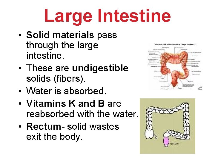 Large Intestine • Solid materials pass through the large intestine. • These are undigestible Large Intestine • Solid materials pass through the large intestine. • These are undigestible