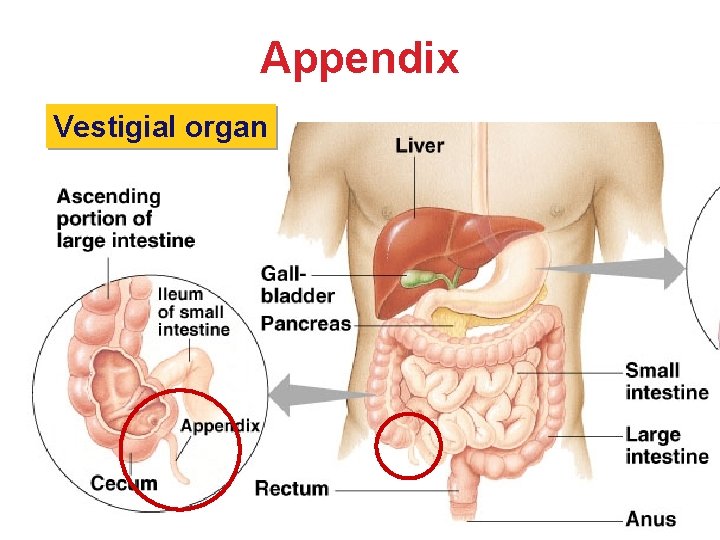 Appendix Vestigial organ Appendix Vestigial organ