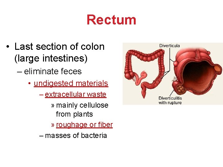 Rectum • Last section of colon (large intestines) – eliminate feces • undigested materials Rectum • Last section of colon (large intestines) – eliminate feces • undigested materials