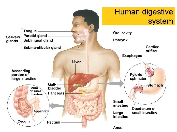 Human digestive system Human digestive system