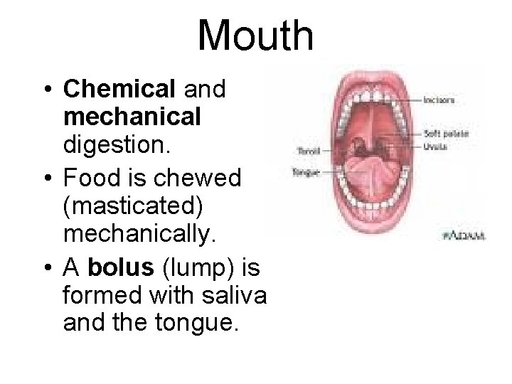 Mouth • Chemical and mechanical digestion. • Food is chewed (masticated) mechanically. • A Mouth • Chemical and mechanical digestion. • Food is chewed (masticated) mechanically. • A