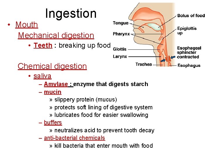 Ingestion • Mouth Mechanical digestion • Teeth : breaking up food Chemical digestion • Ingestion • Mouth Mechanical digestion • Teeth : breaking up food Chemical digestion •