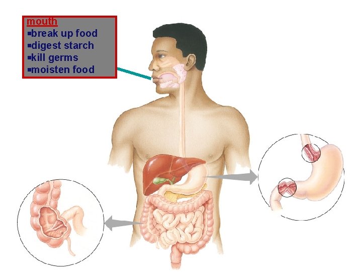 mouth break up food digest starch kill germs moisten food mouth break up food digest starch kill germs moisten food