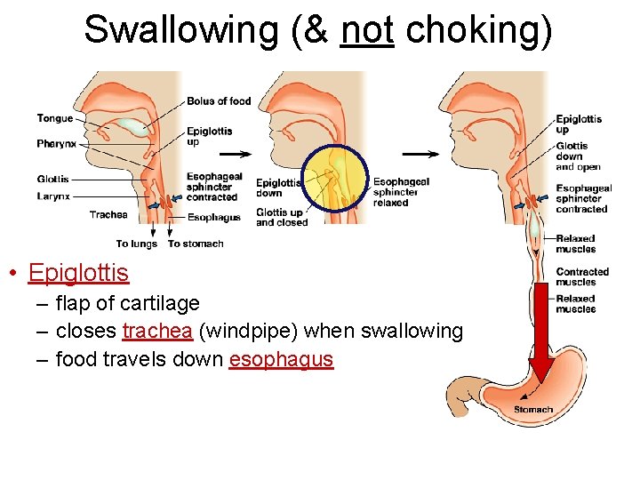 Swallowing (& not choking) • Epiglottis – flap of cartilage – closes trachea (windpipe) Swallowing (& not choking) • Epiglottis – flap of cartilage – closes trachea (windpipe)