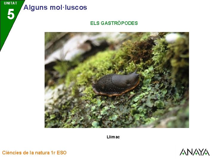 UNITAT UNIDAD 5 3 Alguns mol·luscos ELS GASTRÒPODES Llimac Ciències de la natura 1