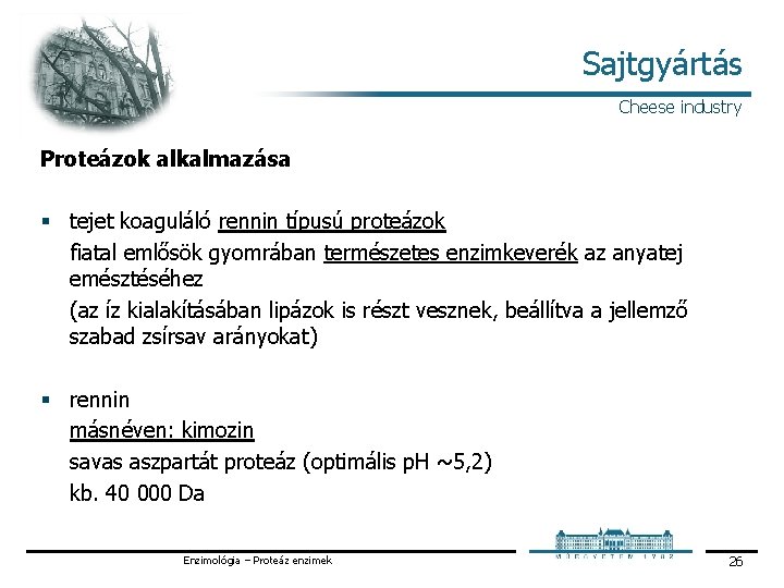 Sajtgyártás Cheese industry Proteázok alkalmazása § tejet koaguláló rennin típusú proteázok fiatal emlősök gyomrában