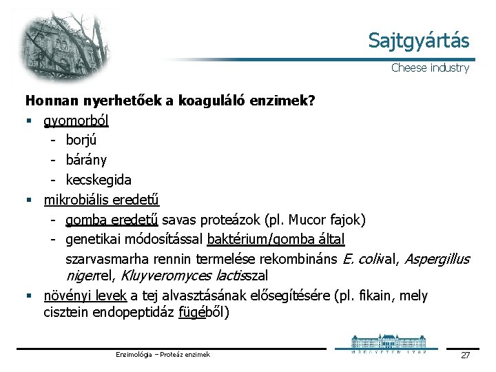 Sajtgyártás Cheese industry Honnan nyerhetőek a koaguláló enzimek? § gyomorból borjú bárány kecskegida §