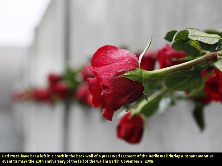 Red roses have been left in a crack in the back wall of a
