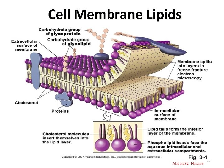 Cell Membrane Lipids Abdelaziz Hussein 10 
