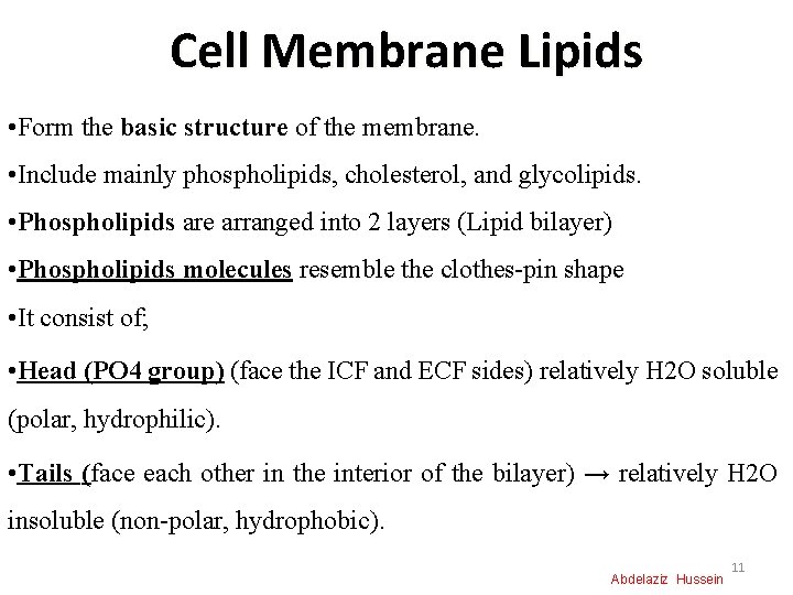 Cell Membrane Lipids • Form the basic structure of the membrane. • Include mainly