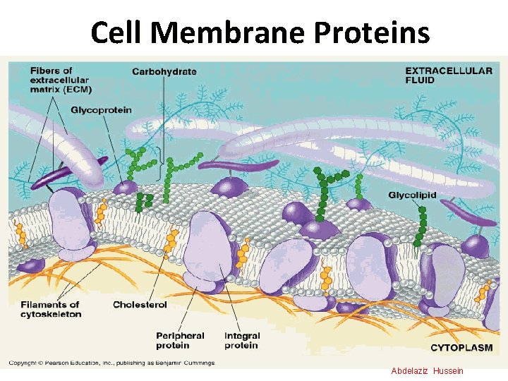 Cell Membrane Proteins Abdelaziz Hussein 12 